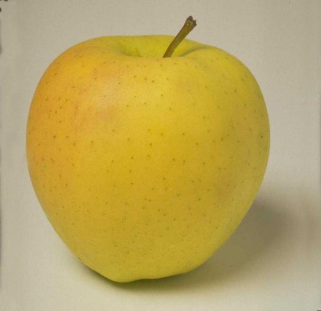 Характеристика на сортове ябълки "Златна Превъзходна" (Golden Delicious) за чувствителност към регуляторам растеж