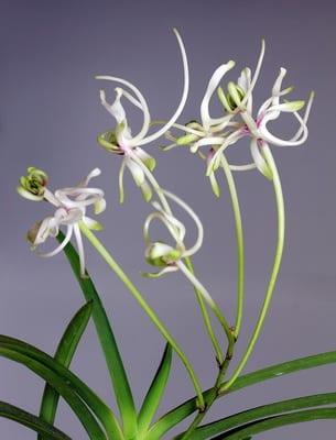 Орхидея ванда: видове и хибриди