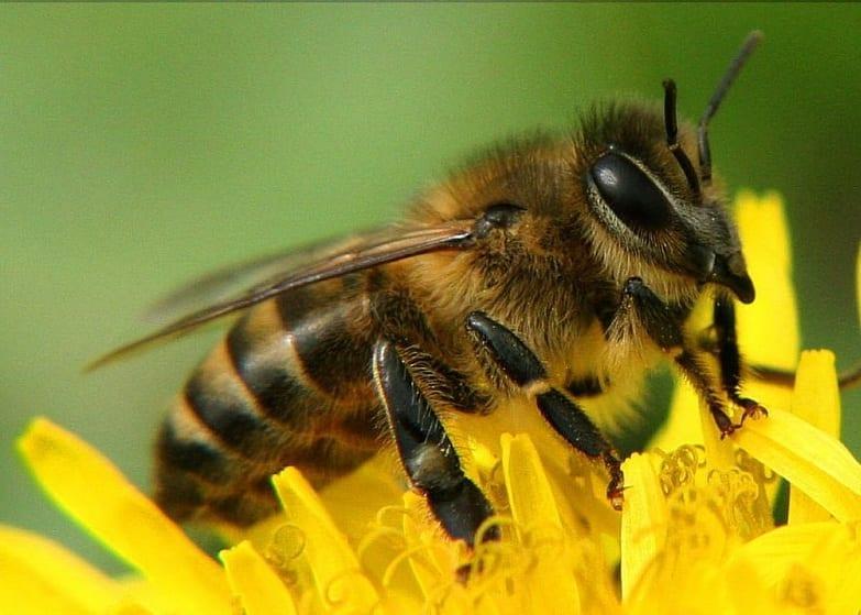 Пчелите-опрашители ще увеличат реколтата