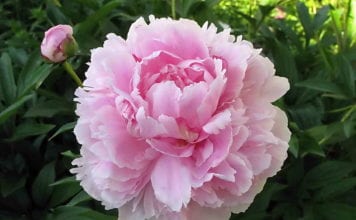 Подготовка на божури за зимата: подрязване и подслон