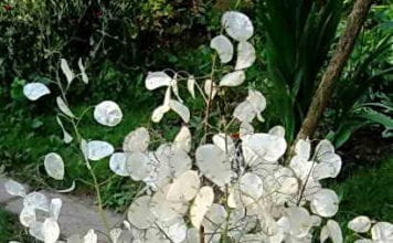 Отглеждането на лунарии (лунника), засаждане в открит терен