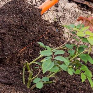 Правила за засаждане на градински рози в открит терен в страната