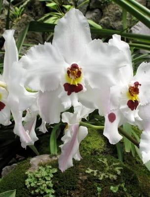 Домашни цветя орхидея (със снимка)