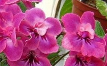 Оригинални цветя стрептокарпуса в стаята, вътрешен двор и тераса