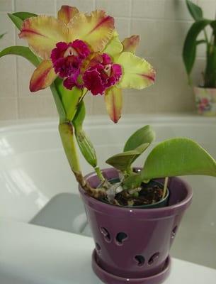 Orchid каттлея: как изглежда и как правилно да се грижат