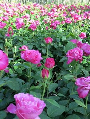 Рози за рязане: отглеждане и безопасността на