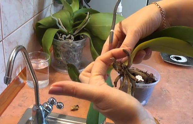 Как правилно да оплоди орхидея: срокове и начини