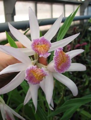 Как правилно да оплоди орхидея: срокове и начини