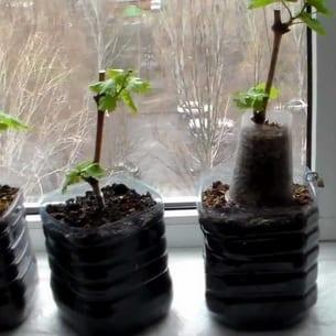 Калина: как да засади, да се грижи и подстригване на храсти