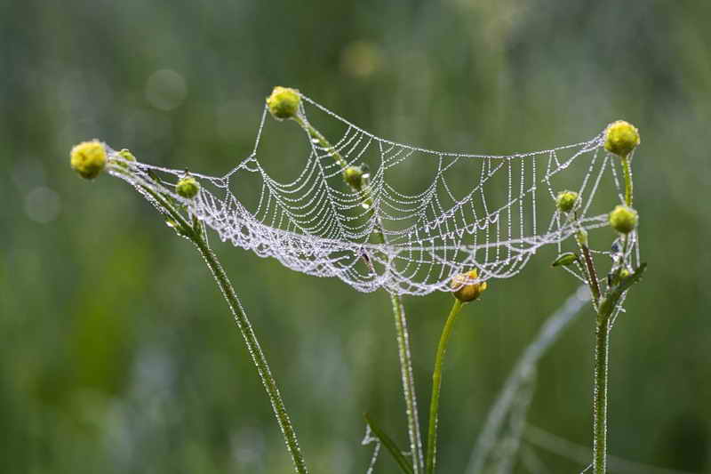 Ако паяжина на растенията, опасно ли е или не?