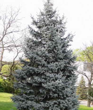 Някакви иглолистни дървета, изберете за украса за градина