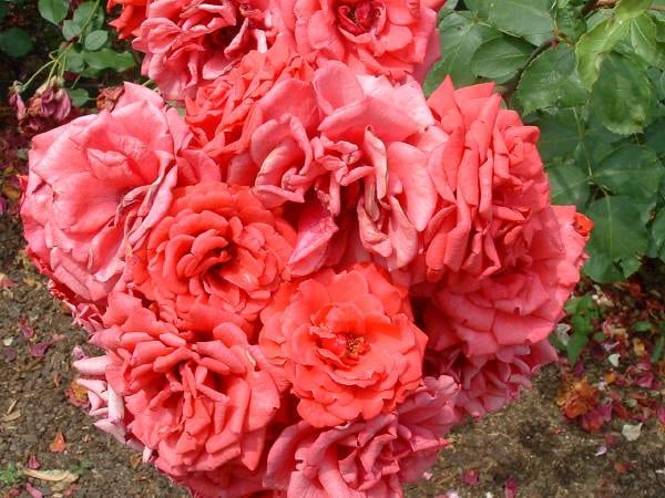 Най-подходящи за бизнес описание разновидности на рози