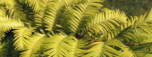 Метасеквойя: описание и отглеждане