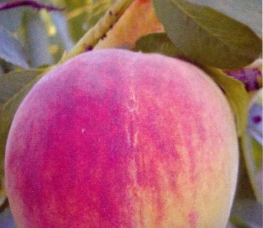 Характеристика на прасковени дървета на възприемчивост към регуляторам растеж