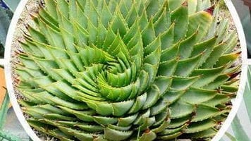 Алое: видове и сортове, правила за грижа и отглеждане на