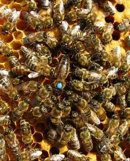 Трябва ли марка на пчелните дами