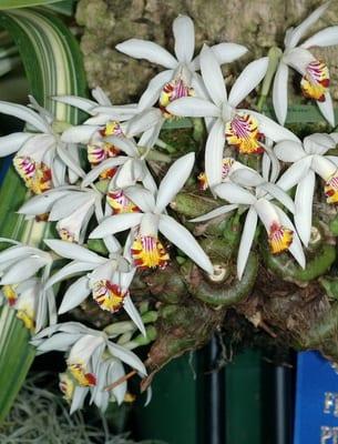 Орхидея рода Плейоне: видове и селскостопанска техника грижа