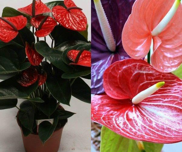 Южна америка красавица — цвете, антуриум