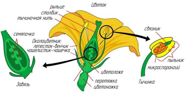 Растението лале: ботаническая характеристика и структура