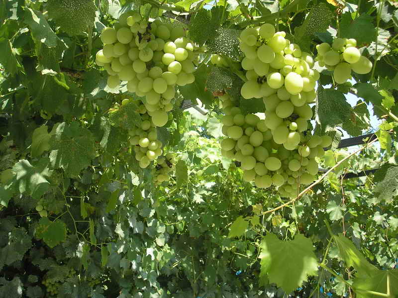 Техника на засаждане на пролетни разсад грозде