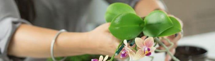 Субстрат за орхидеи: състав на правото на почвата