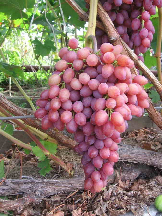 Грижа за саженцем грозде в първите години на живота