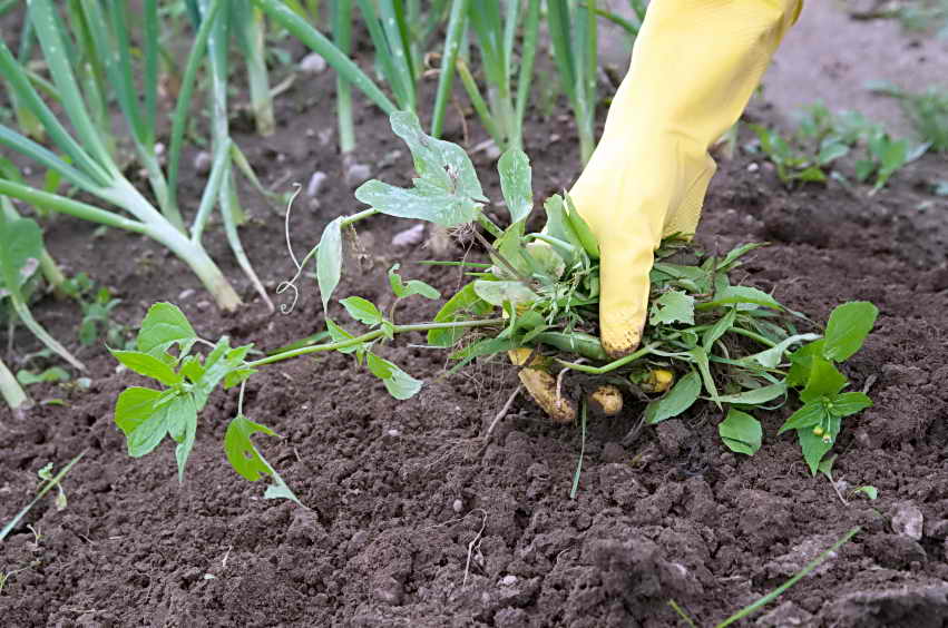 Като плевели определяне на почвата за засаждане на растения