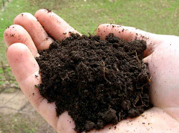 Как да подготвим почвата за засаждане на грозде