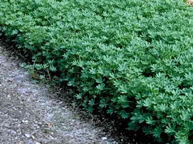 Отглеждането на сидерата лупина, от растението ще помогне на почвата