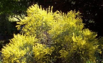 Характеристика на храсти от семейство Бобови