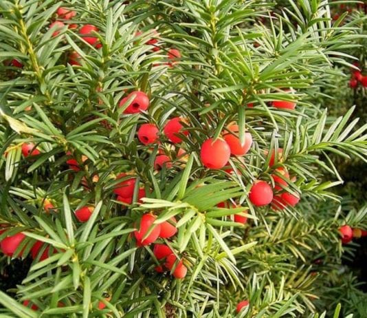 Тис зрънце. Снимка