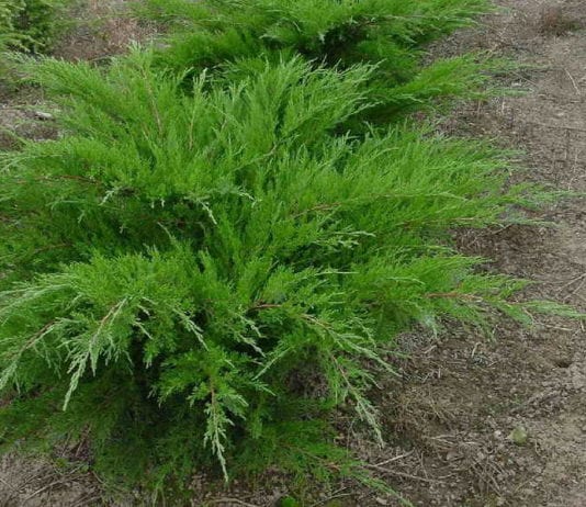 Хвойна Mint Julep ще се побере във всеки ландшафтен дизайн