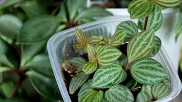 Пеперомия: видове и сортове, отглеждане характеристики