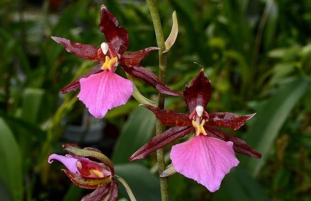 Холодолюбивые разновидности на орхидеи
