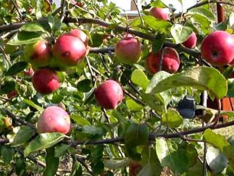 Характеристика на сортове ябълкови дървета: "Джонатан", "Канадски ранет", "Ингрид Мария", "Берлепш", "Кокс " ориндж", "Финкенвердер", "Гравенштейнер", "Гольштейнер Кокс" и други по възприемчивост към регуляторам растеж