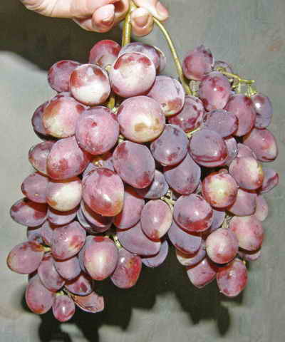 Сортове грозде ранно-среден падеж