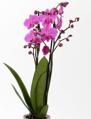 Закупуване на орхидеи в магазина: как да си изберем растение