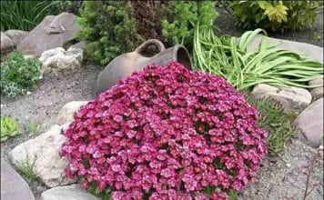 Камнеломка за засаждане на сянка и скални почви