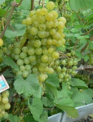 Декоративен грозде: описание и размножаване