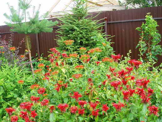 Аранжировки от цветя monarda в градината