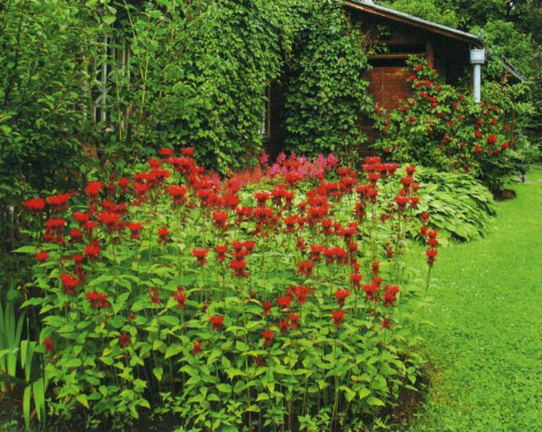 Аранжировки от цветя monarda в градината