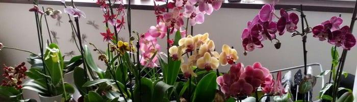 Вредители орхидеи: описание и начини за справяне
