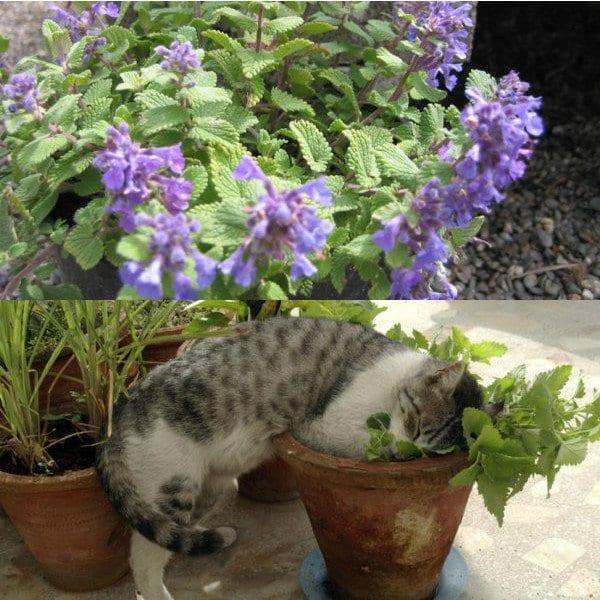 Котовник котките (Nepeta cataria): засаждане на храсти и грижи