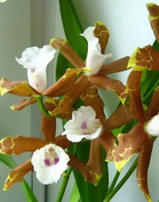 Orchid мильтония: снимка, описание на видове и грижи