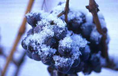 Как да се предпази гроздето в период на замръзване
