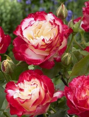 Рози за рязане: отглеждане и безопасността на