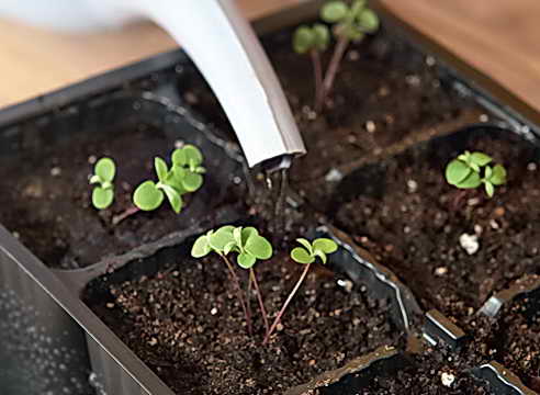 Выращивание алиссума из семян: 2 способа посадки 