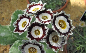 Иглика ушковая, или аури кула — растение, цъфтящо през пролетта