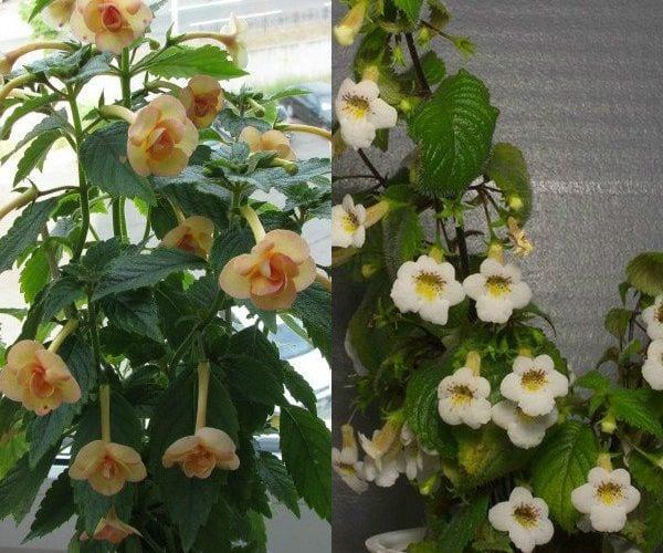 Невероятно цвете ахименес — чудо в домашни условия