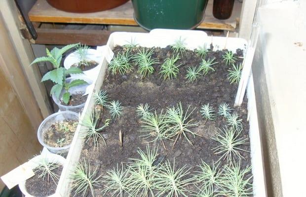 Начини на размножаване на иглолистни растения